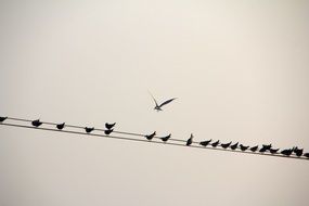 seagulls in row on Power Line