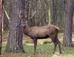 Red Deer in autumn forest
