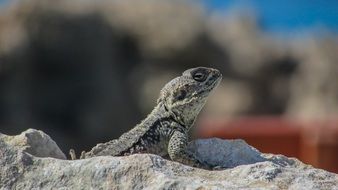 camouflaged lizard in cyprus