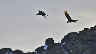 two wild black ravens in the sky