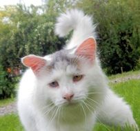 white gray cat with sad eyes on the lawn