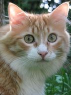 white ginger cat in summer garden