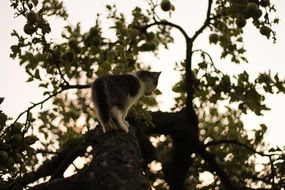 Cat Climbing on Tree