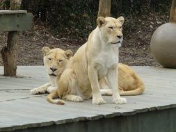 white lionesses on the stone surface