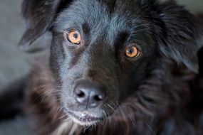 black puppy with yellow eyes close-up