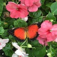 orange butterfly on the pink flower