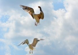 taking off seagulls