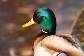 a drake with a green head and a yellow beak