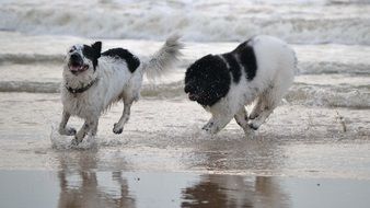 Dog Beach Play Newfoundland