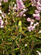 grasshopper among flowering plants