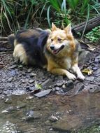 Ronja dog is lying