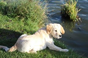 golden retriever on the water's edge