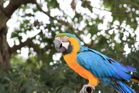 yellow and blue Exotic Parrot