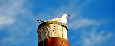 Picture of Seagull is sitting on a wood