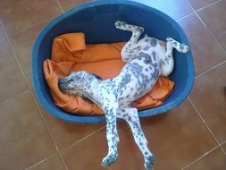 puppy sleeping on a bedspread in a bowl