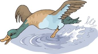 graphic image of a duck in spray of water