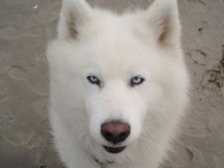 white husky close-up