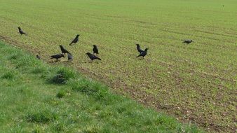 rooks on the green field