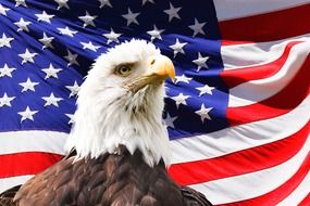 bald Eagle in front of American Flag, collage