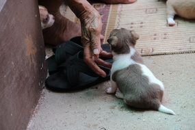 tiny chihuahua puppy