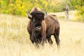 big wild buffalo