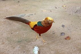 red golden pheasant in the sand