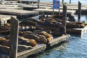 sea lions lie on the pier