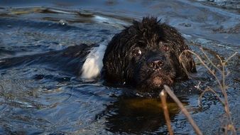 black Dog Swimming