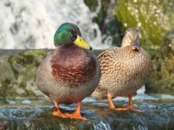 charming Duck
