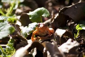 Orange frog in nature of Slovenia