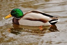 duck with green head on a pond