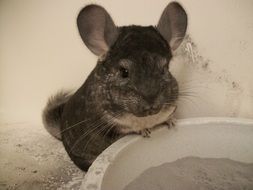 gray chinchilla near the bowl