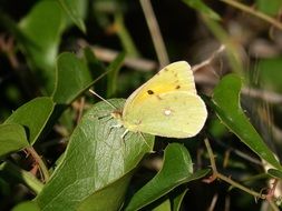 yellow bright butterfly on bright green leaves