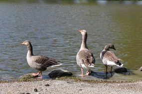 gray geese on the pond