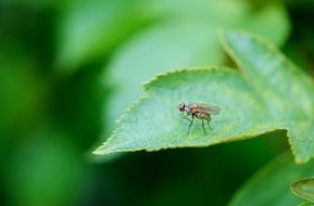fly on a green leaf close-up