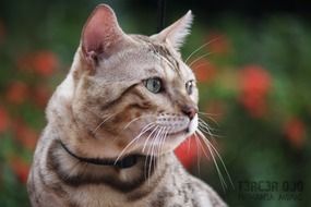 striped cat with a collar