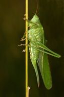 grasshopper on a thin stalk of a plant against a dark background