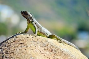green iguana on the stone