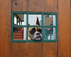 charming Boxer Dog