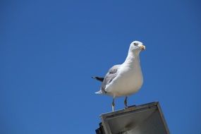 seagull on the lantern