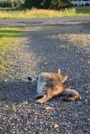 the kitten is lying on the road