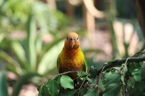 parrot on the green branch of a tree