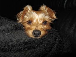 Yellow Yorkshire Terrier on black