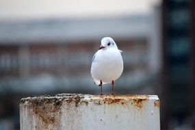 seagull in the port on a metal pole