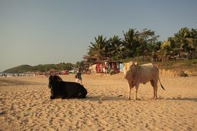 Cows on a Indian beach
