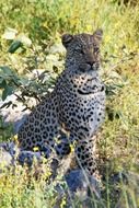 Leopard Sit Animal