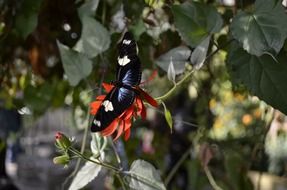 black with white spots Butterfly on Red Flower