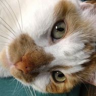 Beautiful cute kitten