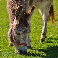 grazing donkey in good aiderbichl