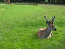 deer is lying on a green lawn in Scotland